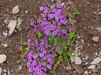 Blütenpolster am kahlen Berghang